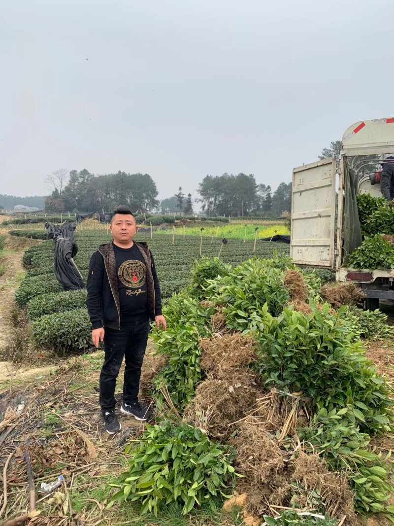 文山茶叶苗，文山乌牛早茶苗，文山龙井茶苗，文山黄金茶苗