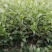 文山茶叶苗，文山乌牛早茶苗，文山龙井茶苗，文山黄金茶苗