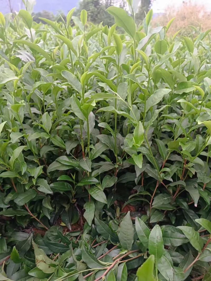 文山茶叶苗，文山乌牛早茶苗，文山龙井茶苗，文山黄金茶苗