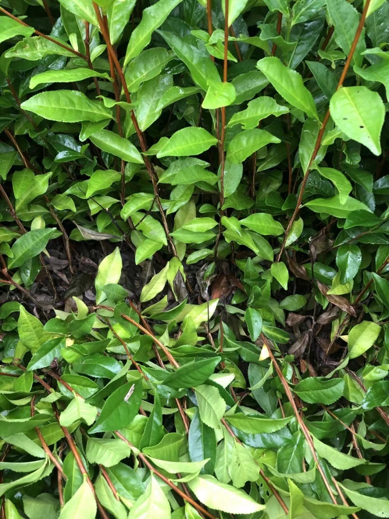 文山茶叶苗，文山乌牛早茶苗，文山龙井茶苗，文山黄金茶苗