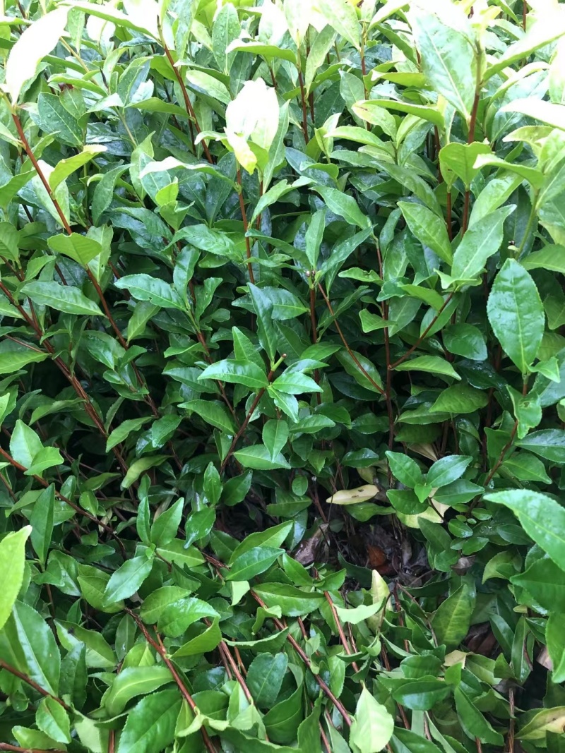 文山茶叶苗，文山乌牛早茶苗，文山龙井茶苗，文山黄金茶苗