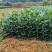 文山茶叶苗，文山乌牛早茶苗，文山龙井茶苗，文山黄金茶苗