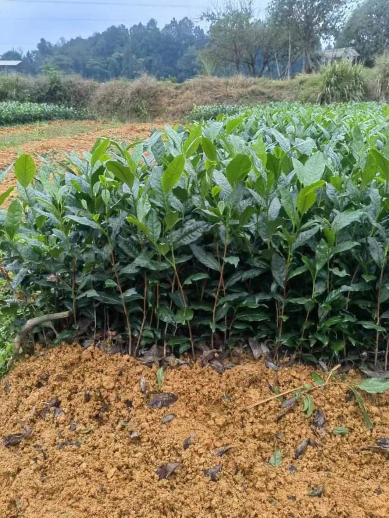 文山茶叶苗，文山乌牛早茶苗，文山龙井茶苗，文山黄金茶苗