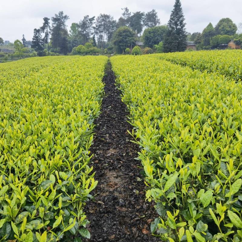 安吉奶白茶，昭通奶白茶苗，昭通安吉白茶苗，昭通茶叶苗基地
