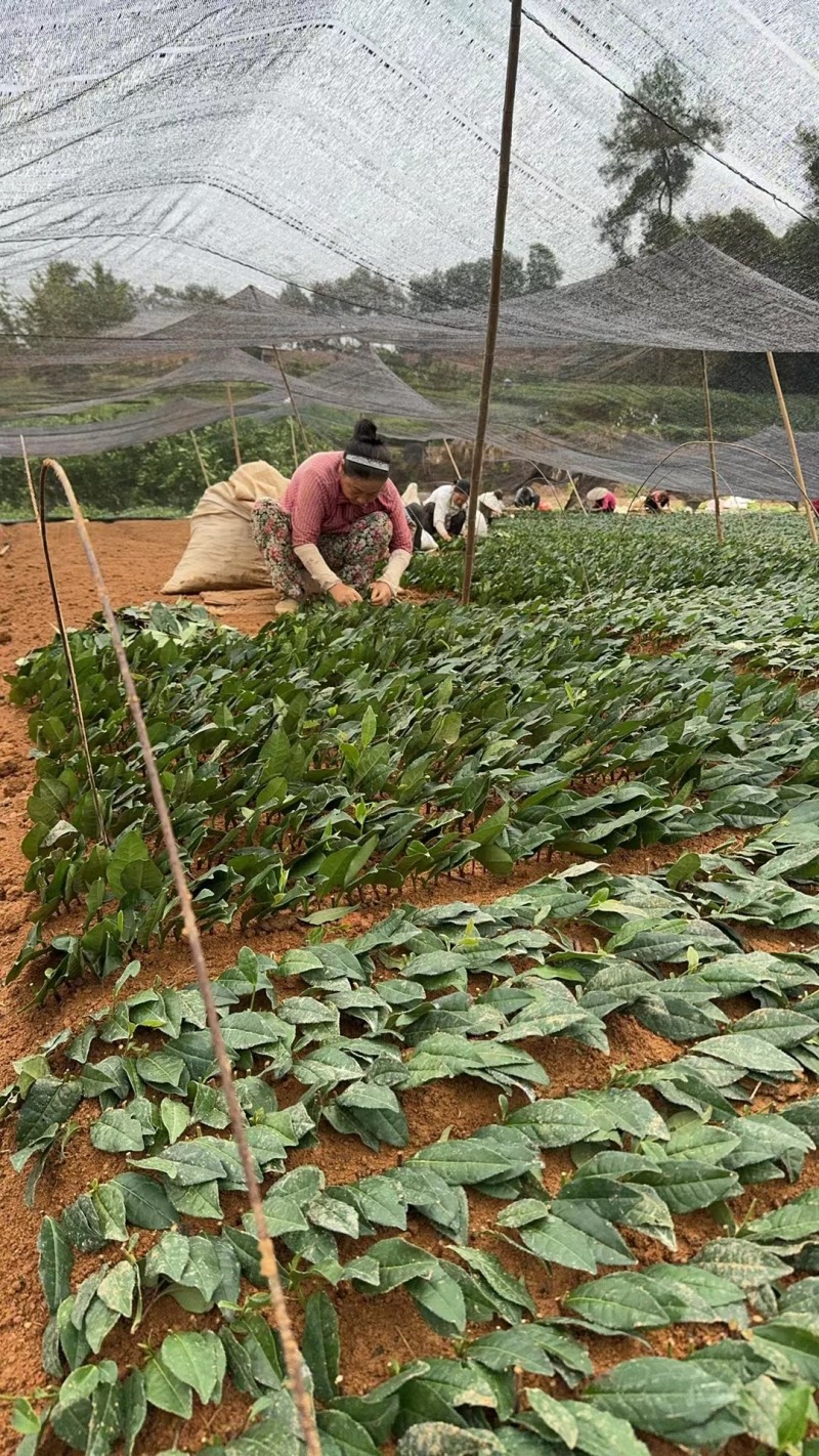 安吉奶白茶，昭通奶白茶苗，昭通安吉白茶苗，昭通茶叶苗基地