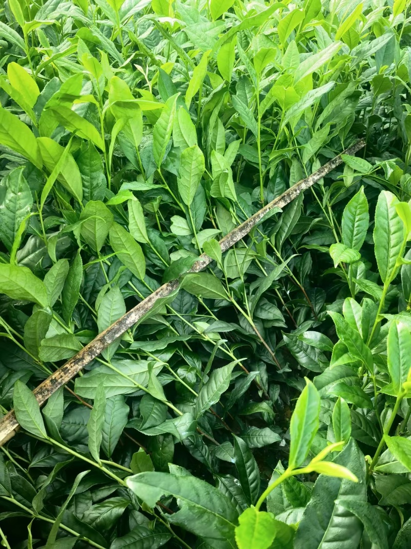 安吉奶白茶，昭通奶白茶苗，昭通安吉白茶苗，昭通茶叶苗基地