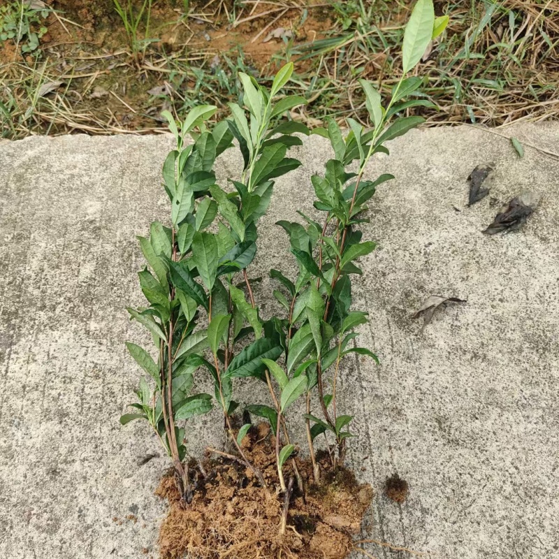 安吉奶白茶，昭通奶白茶苗，昭通安吉白茶苗，昭通茶叶苗基地