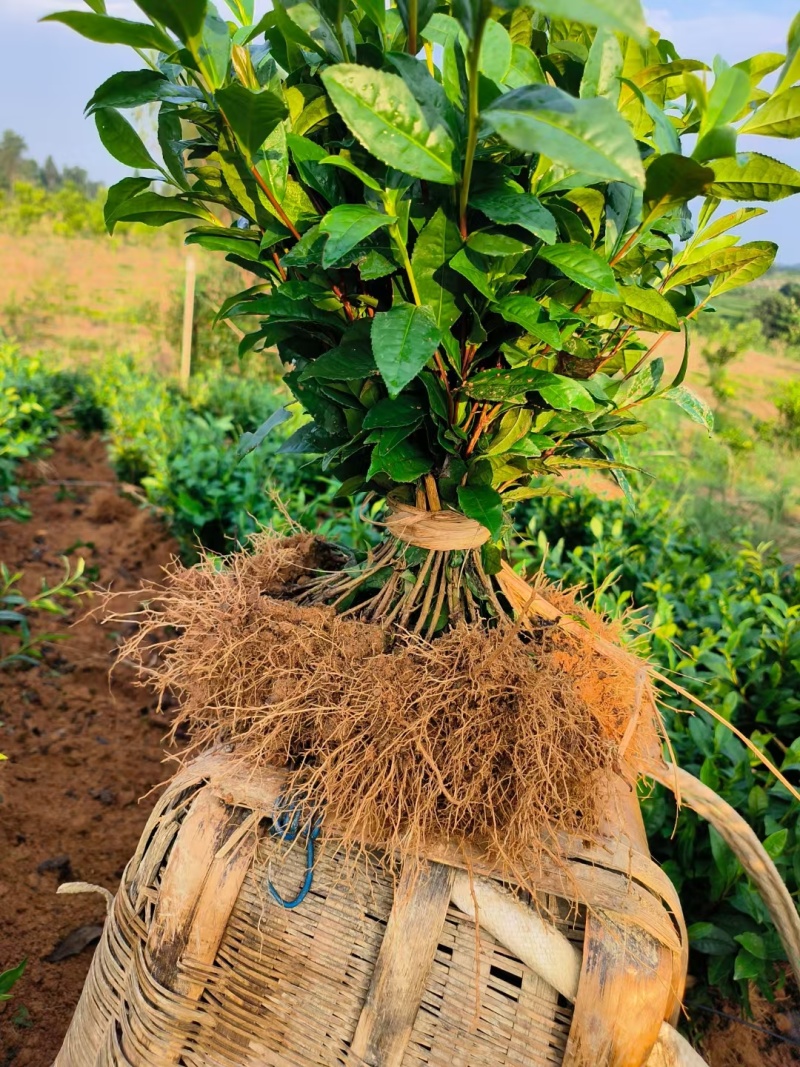 安吉奶白茶，昭通奶白茶苗，昭通安吉白茶苗，昭通茶叶苗基地