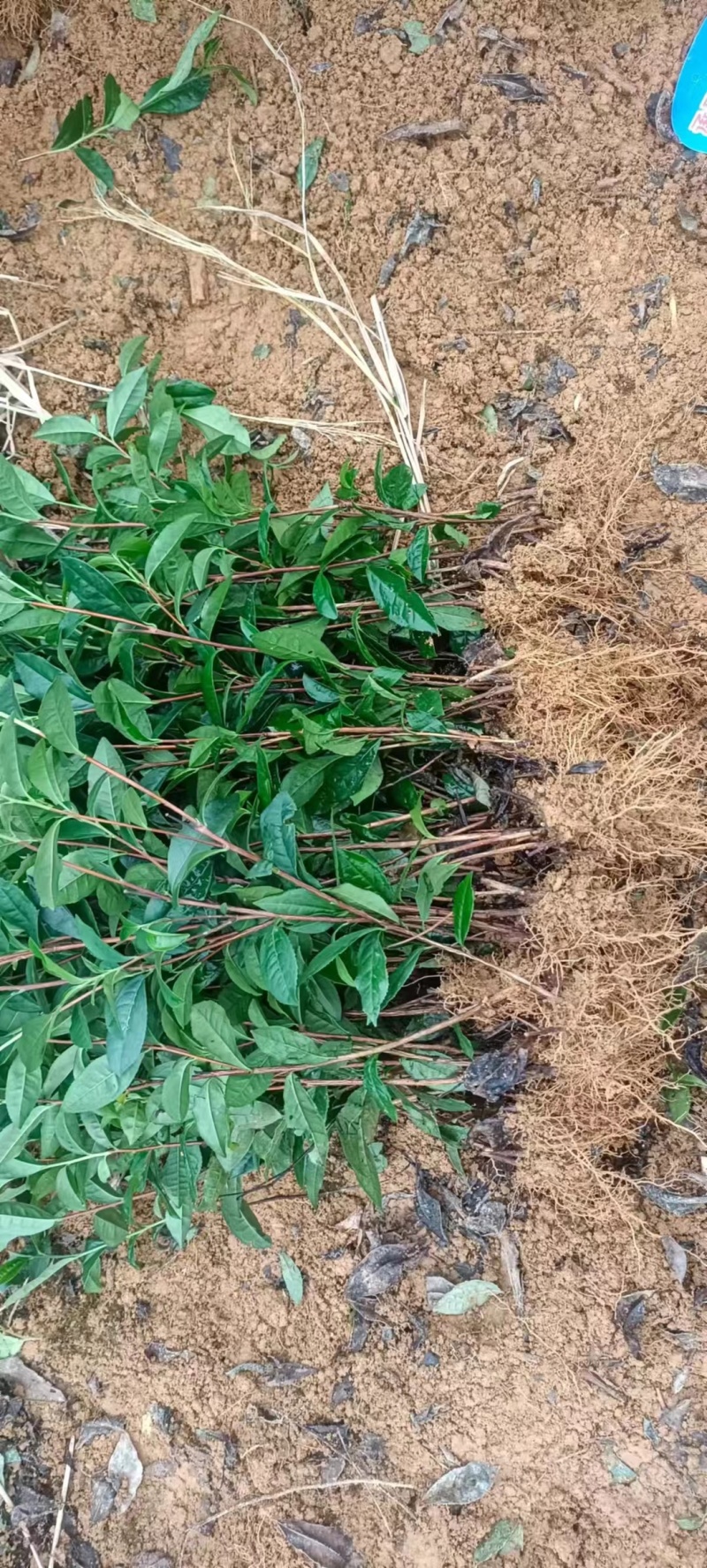 安吉奶白茶，昭通奶白茶苗，昭通安吉白茶苗，昭通茶叶苗基地