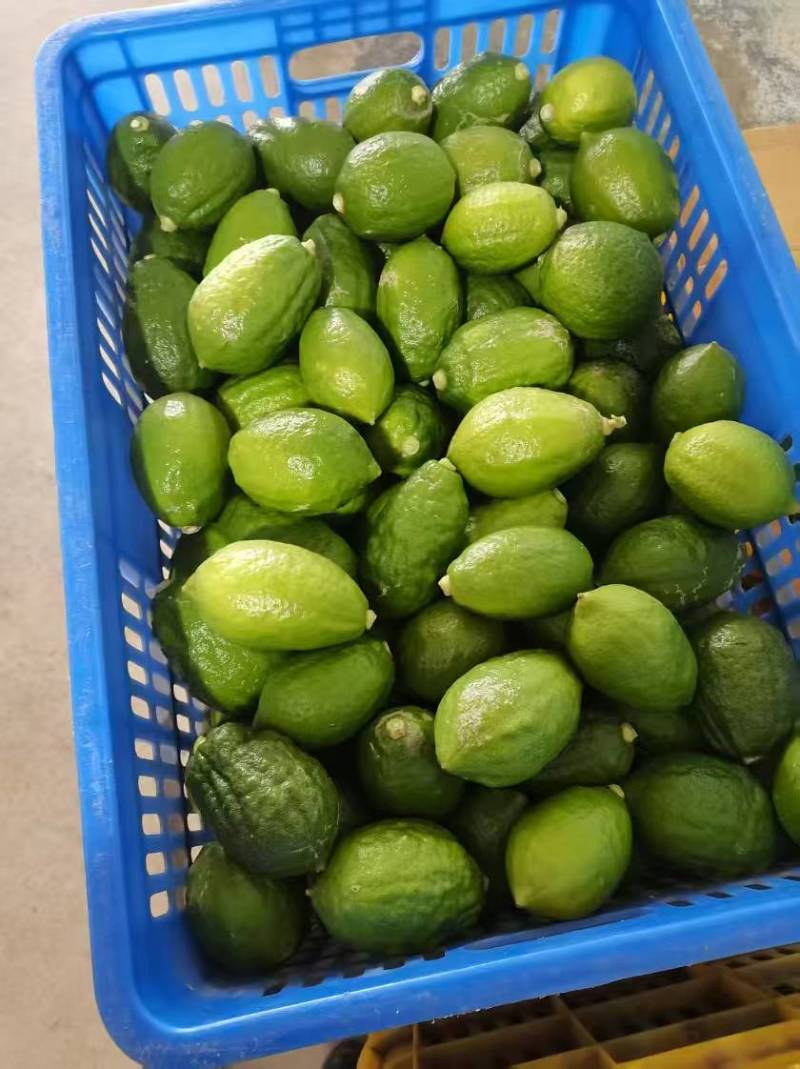 广东香水柠檬需要直接电联130-150克