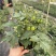 矮生番茄盆栽原盆原土带果发货四季阳台庭院盆栽客厅种植小果