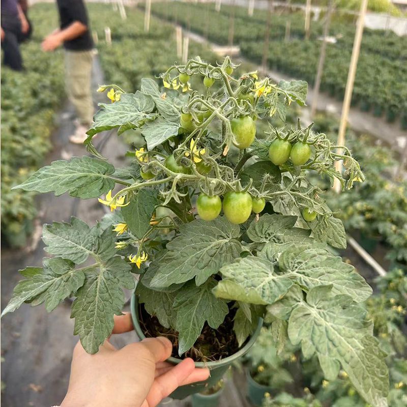 矮生番茄盆栽原盆原土带果发货四季阳台庭院盆栽客厅种植小果