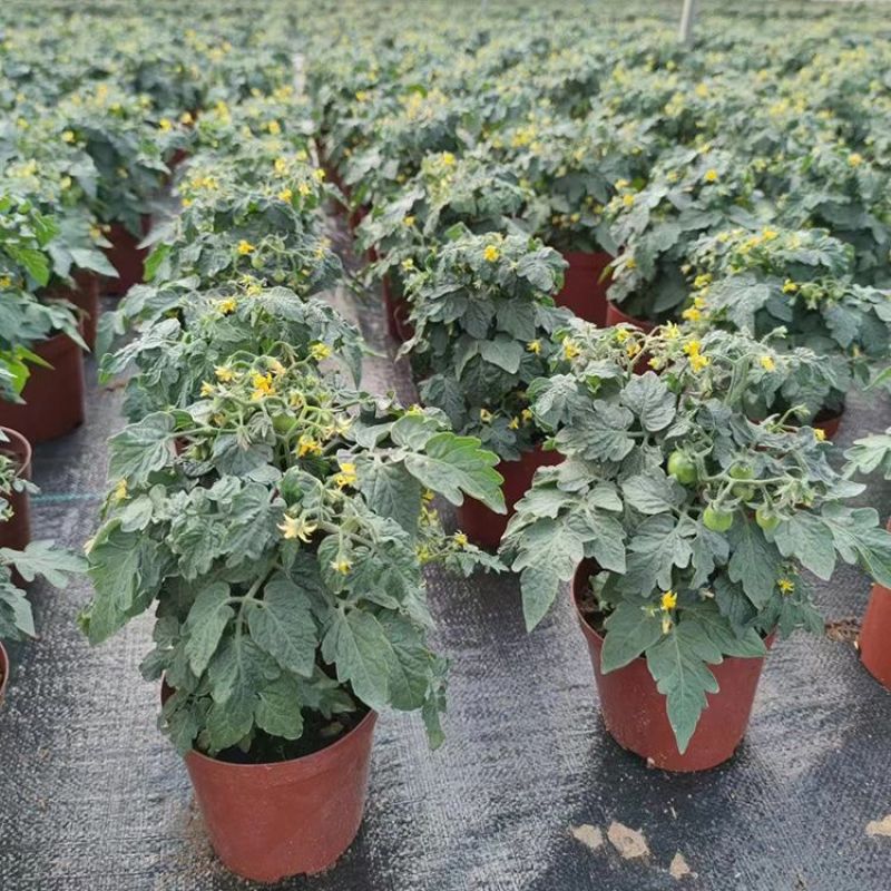 矮生番茄盆栽原盆原土带果发货四季阳台庭院盆栽客厅种植小果
