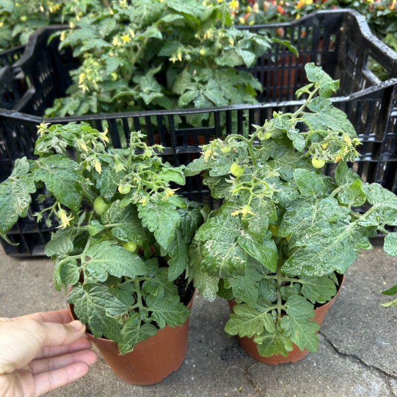 矮生番茄盆栽原盆原土带果发货四季阳台庭院盆栽客厅种植小果