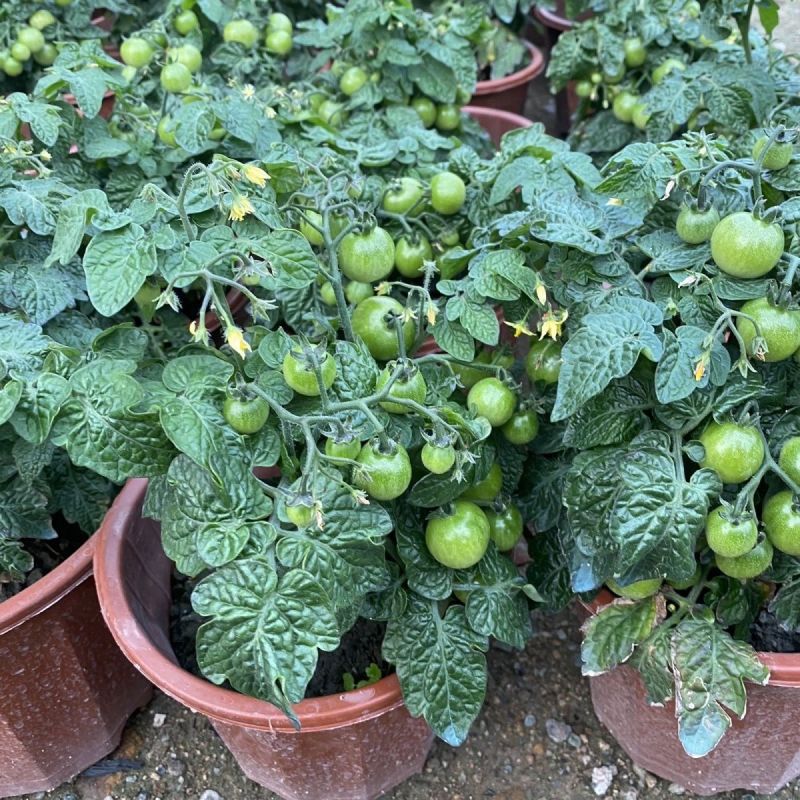 矮生番茄盆栽原盆原土带果发货四季阳台庭院盆栽客厅种植小果