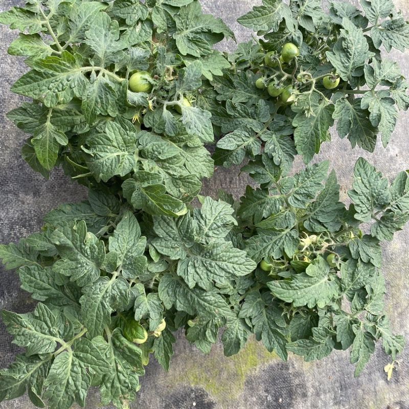 矮生番茄盆栽原盆原土带果发货四季阳台庭院盆栽客厅种植小果