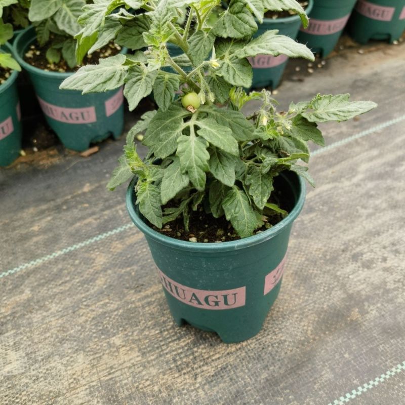 矮生番茄盆栽原盆原土带果发货四季阳台庭院盆栽客厅种植小果