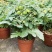 矮生番茄盆栽原盆原土带果发货四季阳台庭院盆栽客厅种植小果