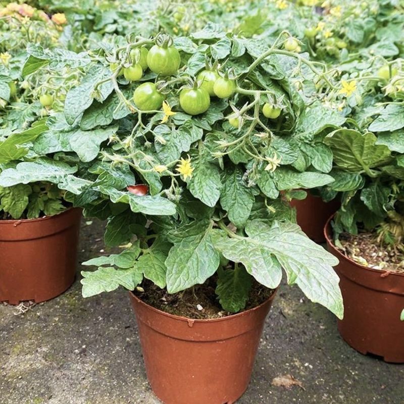 矮生番茄盆栽原盆原土带果发货四季阳台庭院盆栽客厅种植小果