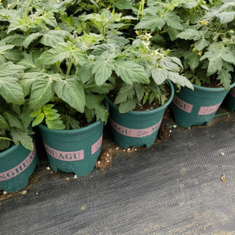 矮生番茄盆栽原盆原土带果发货四季阳台庭院盆栽客厅种植小果