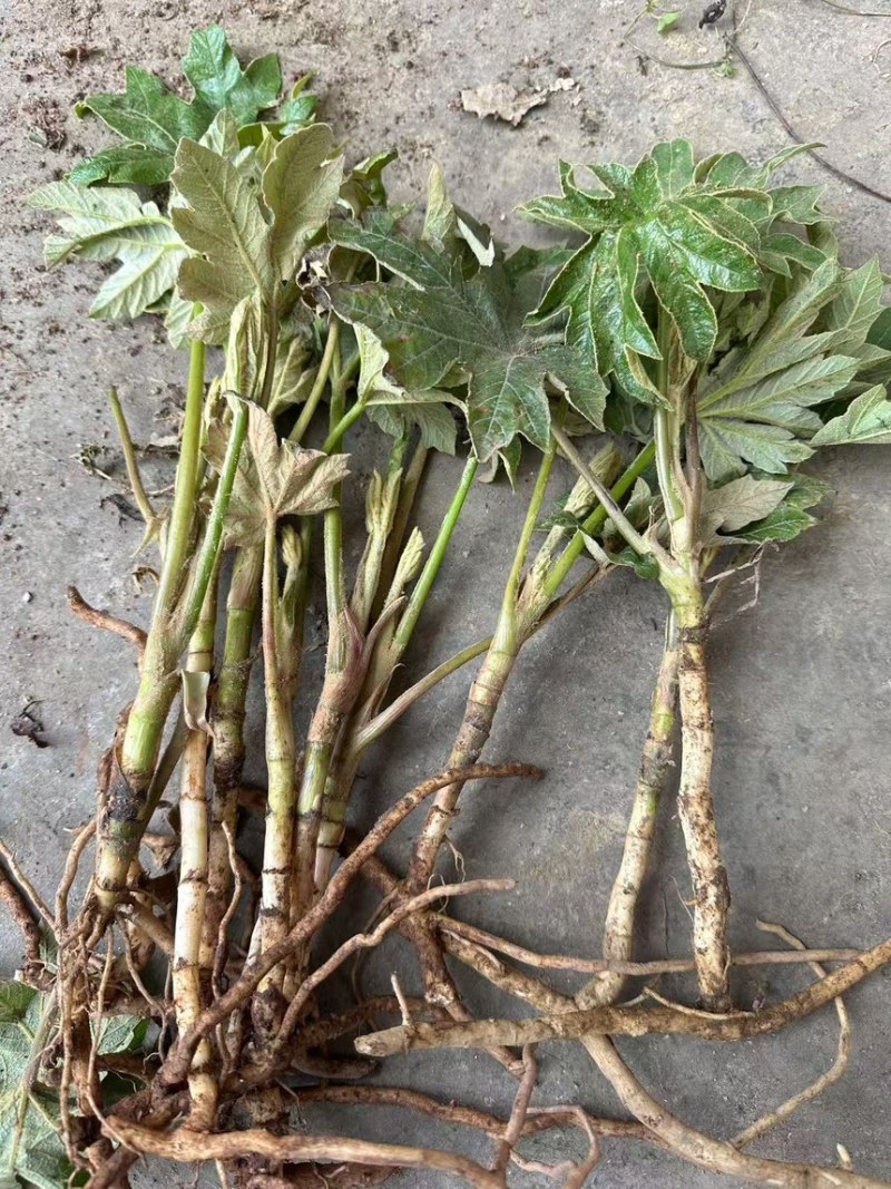 大通草新苗可视频可现场可供全国货源充足