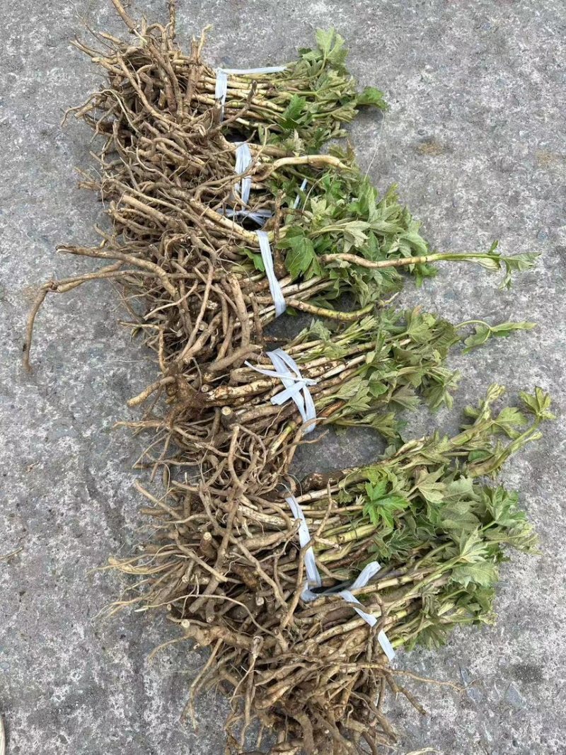 大通草新苗可视频可现场可供全国货源充足