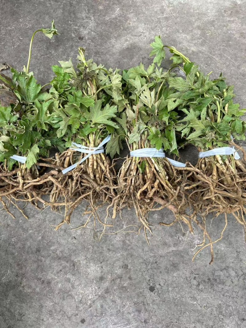 大通草新苗可视频可现场可供全国货源充足