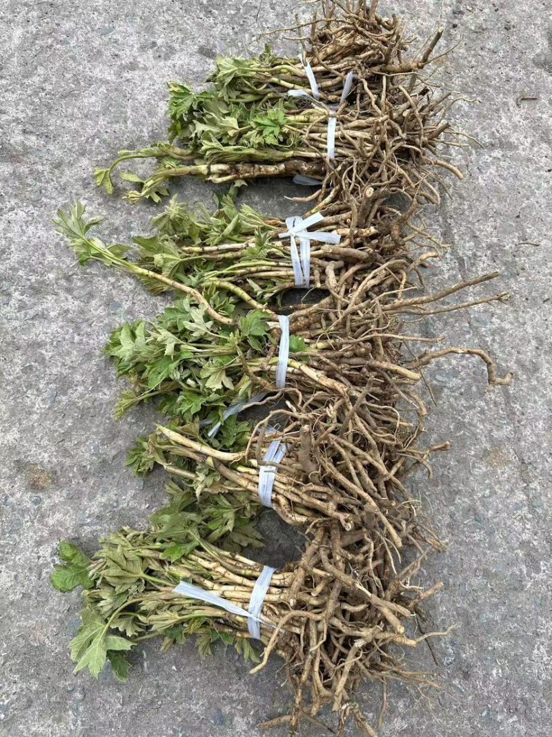 大通草新苗可视频可现场可供全国货源充足