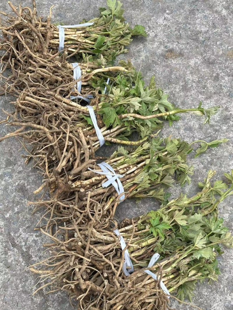 大通草新苗可视频可现场可供全国货源充足