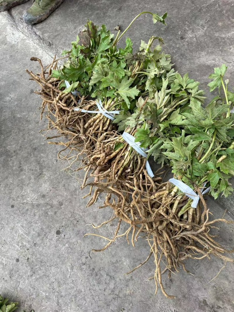 大通草新苗可视频可现场可供全国货源充足
