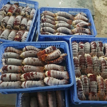 小青龙龙虾尾，规格100-200克