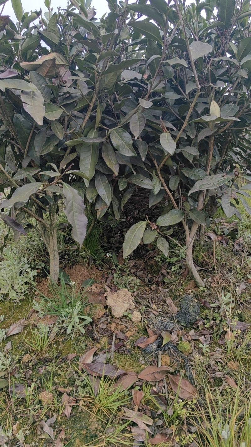 绿茶苗，绿化茶树苗，1米高茶苗，三年生茶苗，大茶苗