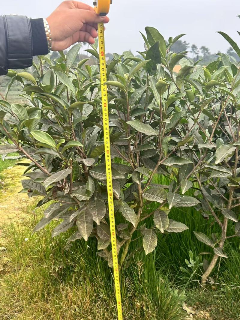 绿茶苗，绿化茶树苗，1米高茶苗，三年生茶苗，大茶苗