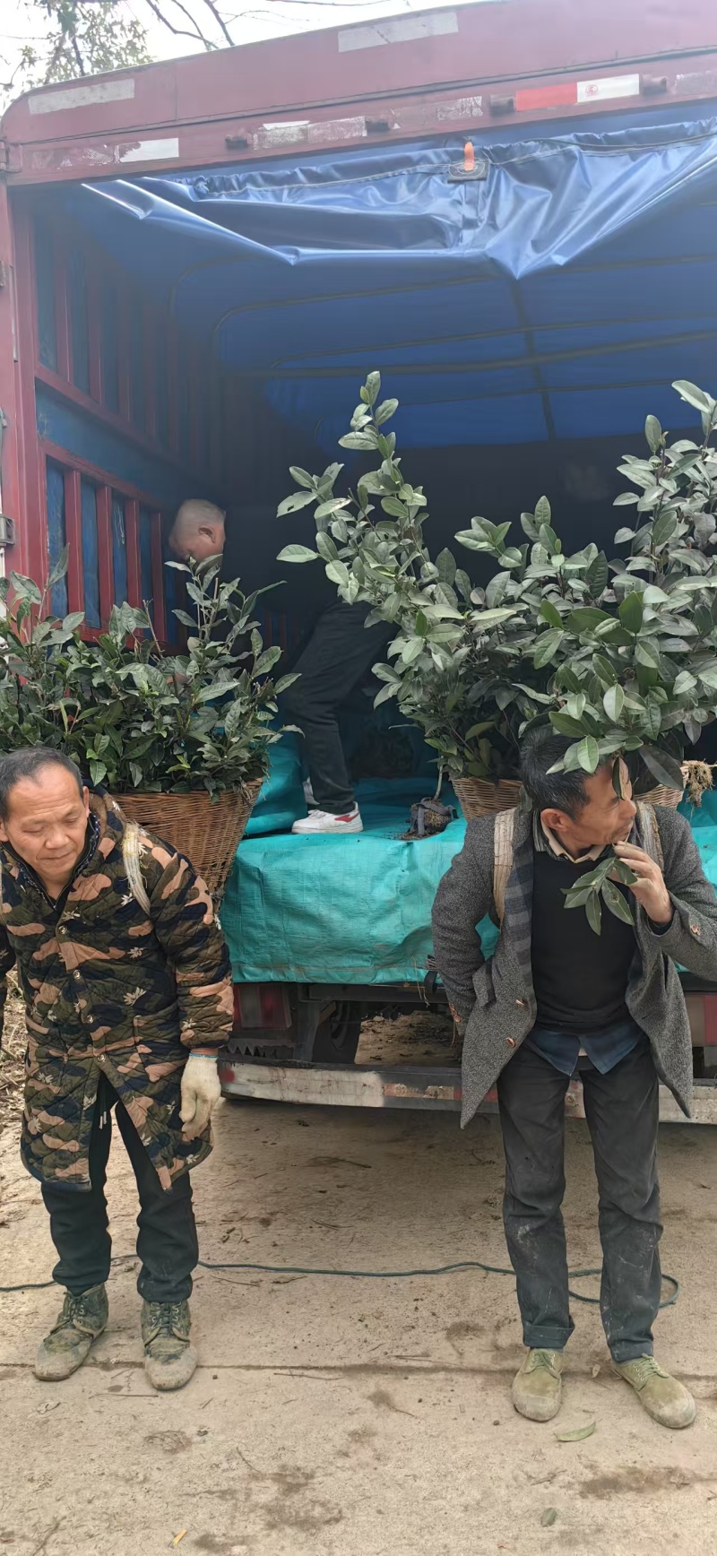 绿茶苗，绿化茶树苗，1米高茶苗，三年生茶苗，大茶苗
