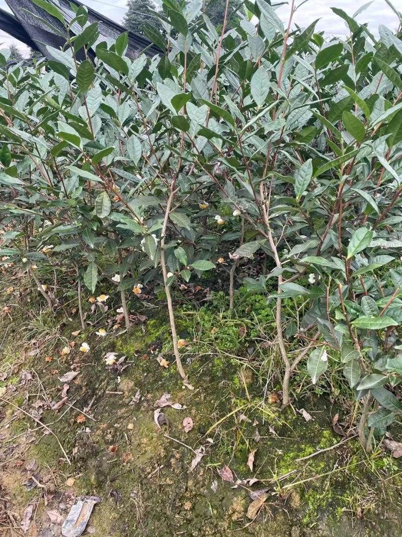 绿茶苗，绿化茶树苗，1米高茶苗，三年生茶苗，大茶苗