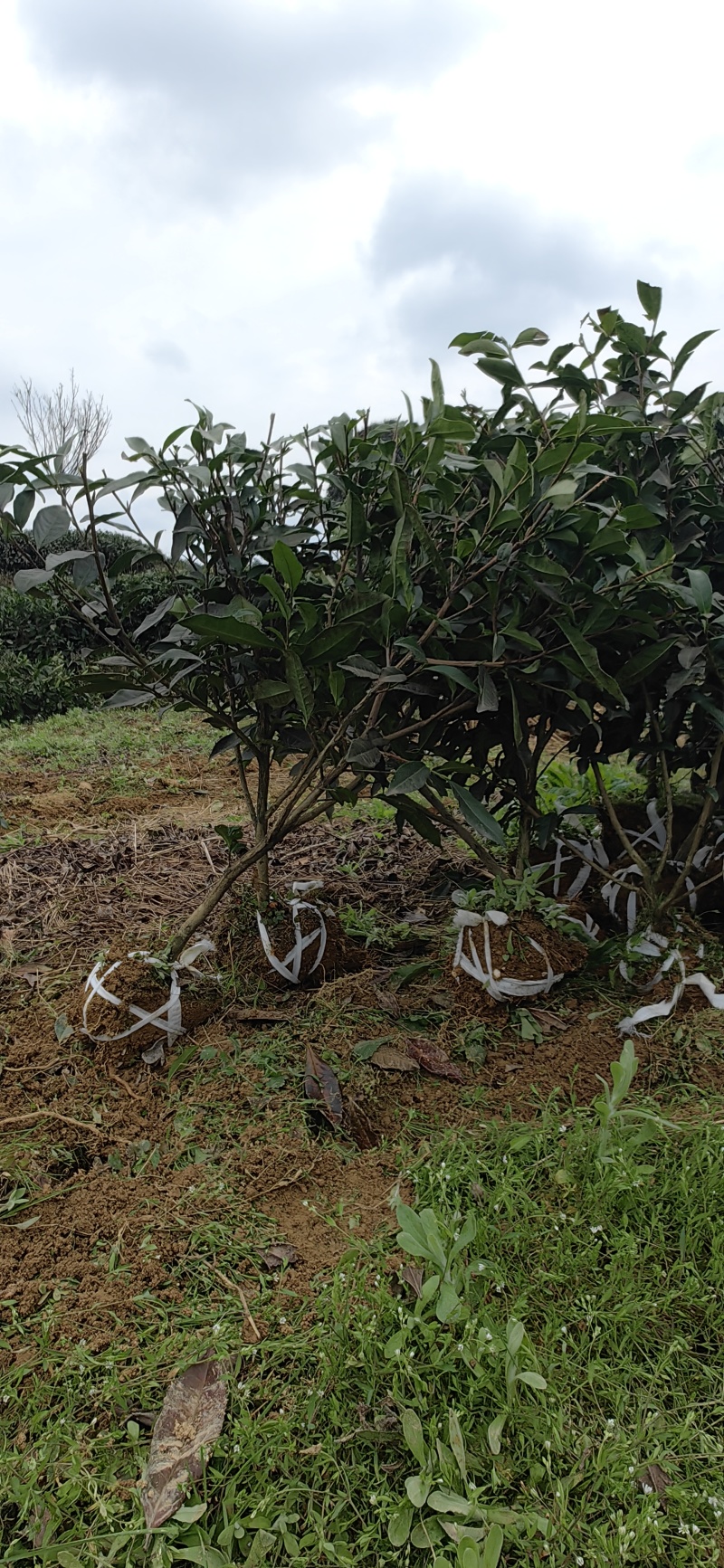 绿茶苗，绿化茶树苗，1米高茶苗，三年生茶苗，大茶苗