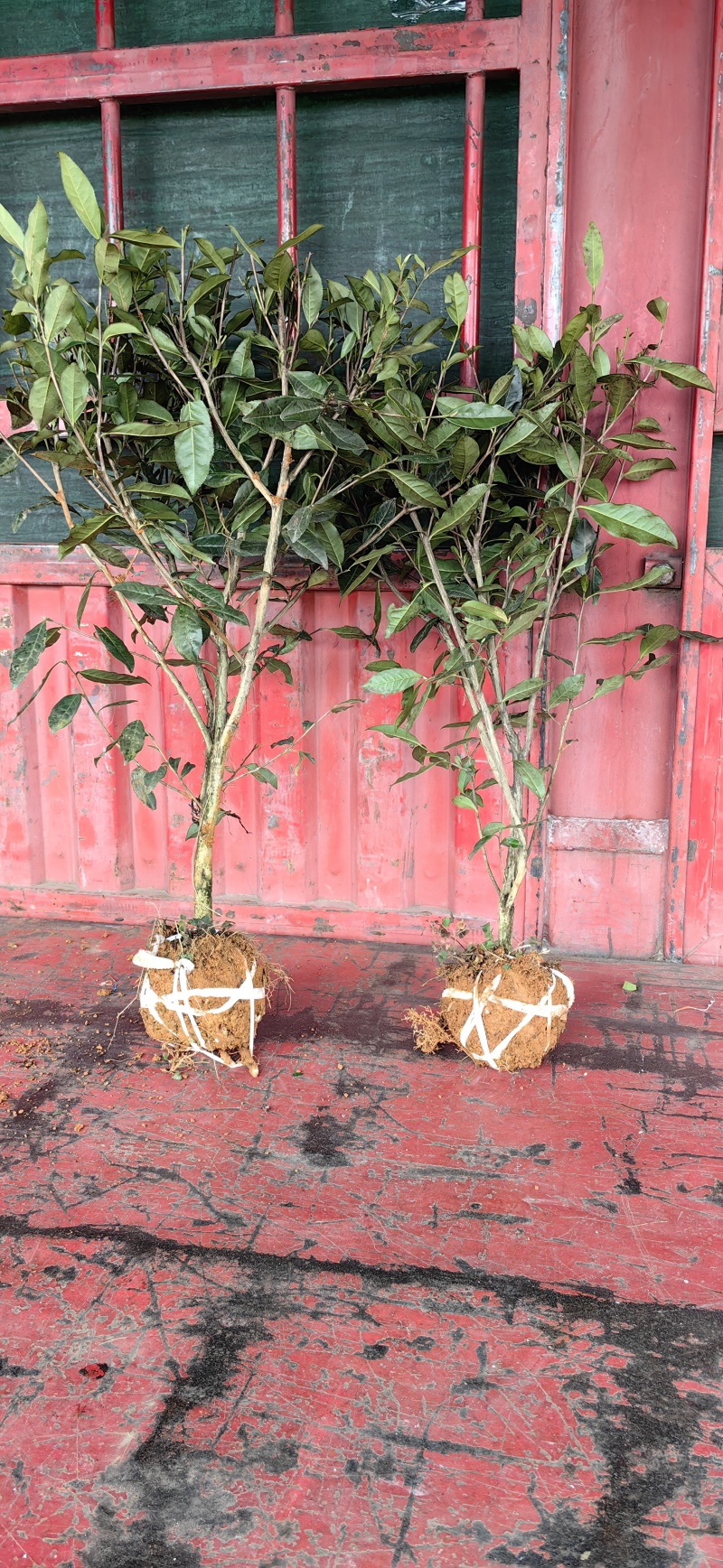 绿茶苗，绿化茶树苗，1米高茶苗，三年生茶苗，大茶苗