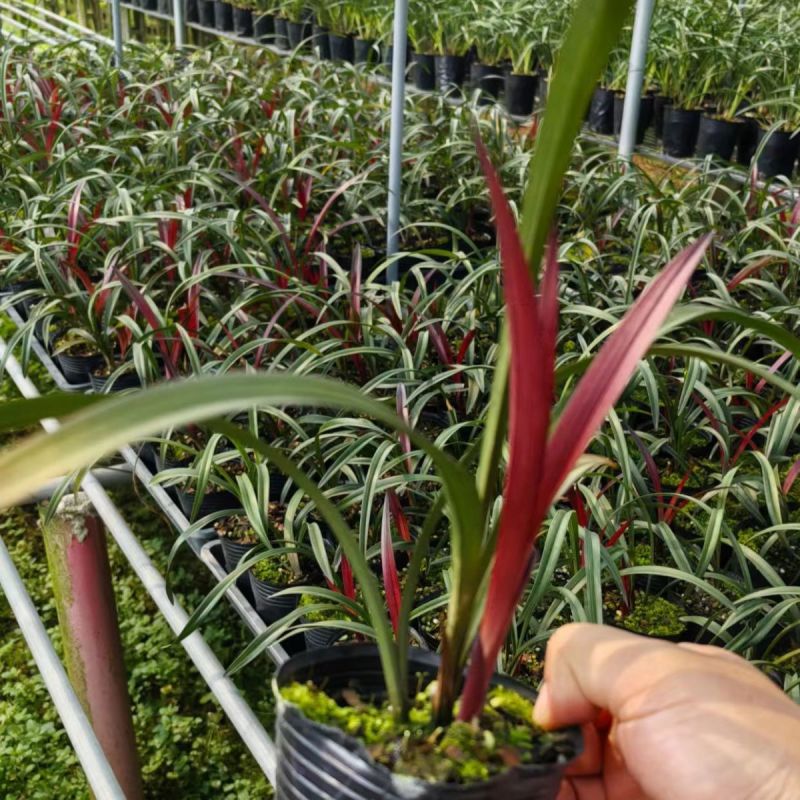 名贵四季兰花苗红草红荷精品盆栽室内花卉建兰阳夏带花苞