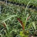 名贵四季兰花苗红草红荷精品盆栽室内花卉建兰阳夏带花苞