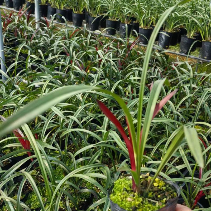 名贵四季兰花苗红草红荷精品盆栽室内花卉建兰阳夏带花苞