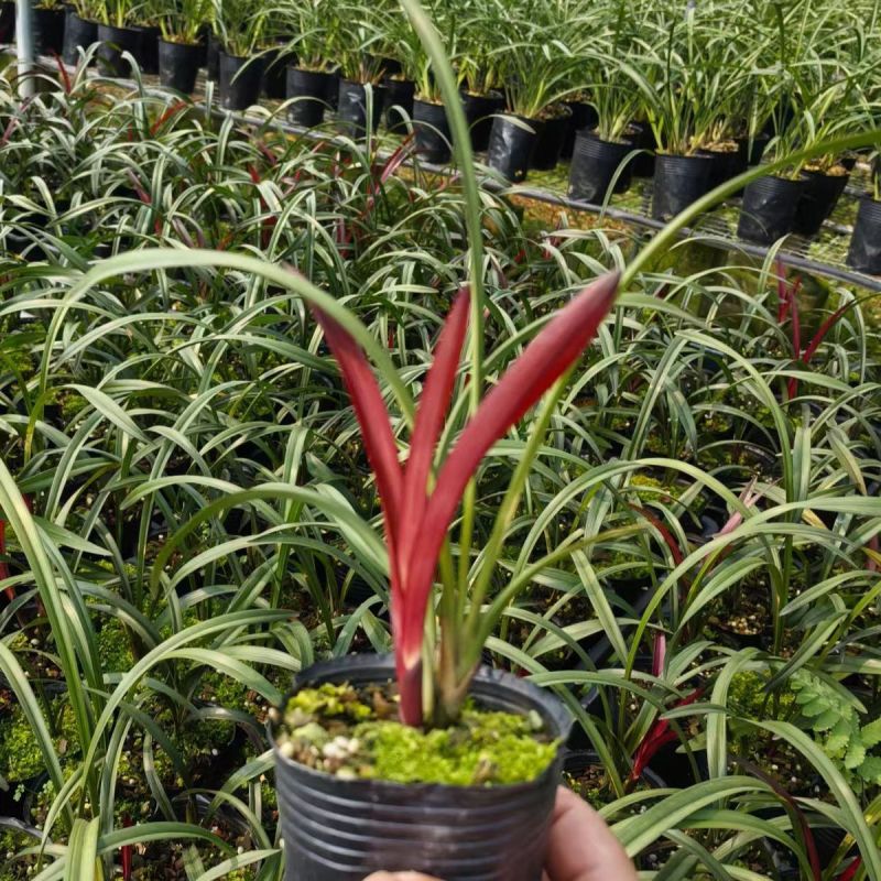 名贵四季兰花苗红草红荷精品盆栽室内花卉建兰阳夏带花苞
