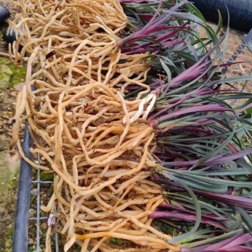 名贵四季兰花苗红草红荷精品盆栽室内花卉建兰阳夏带花苞