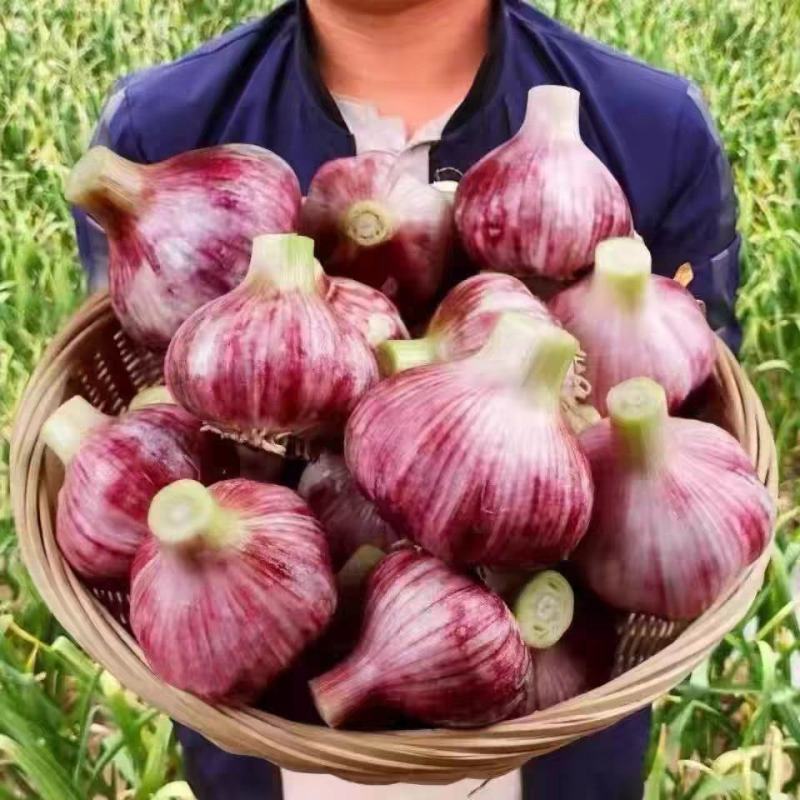 蒜头紫皮蒜头产地直发，货源充足，量大从优保质保量。