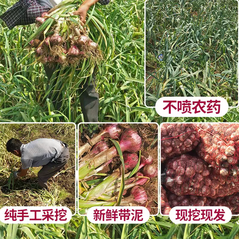 蒜头紫皮蒜头产地直发，货源充足，量大从优保质保量。