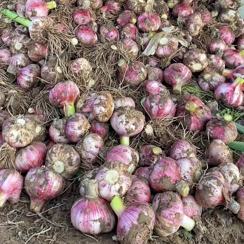 蒜头紫皮蒜头产地直发，货源充足，量大从优保质保量。
