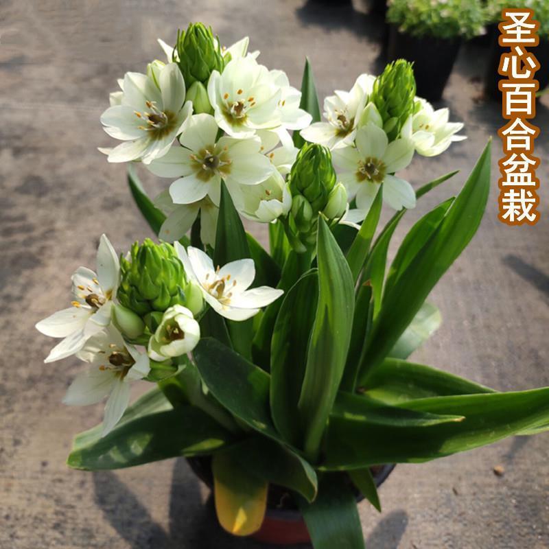 圣心百合盆栽带花苞大苗发货阳台庭院雀梅多年生好养活
