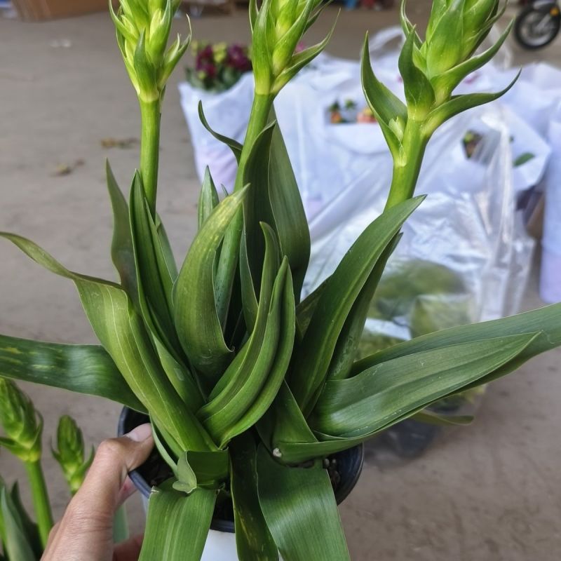 圣心百合盆栽带花苞大苗发货阳台庭院雀梅多年生好养活