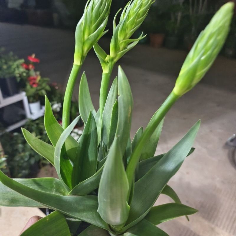 圣心百合盆栽带花苞大苗发货阳台庭院雀梅多年生好养活