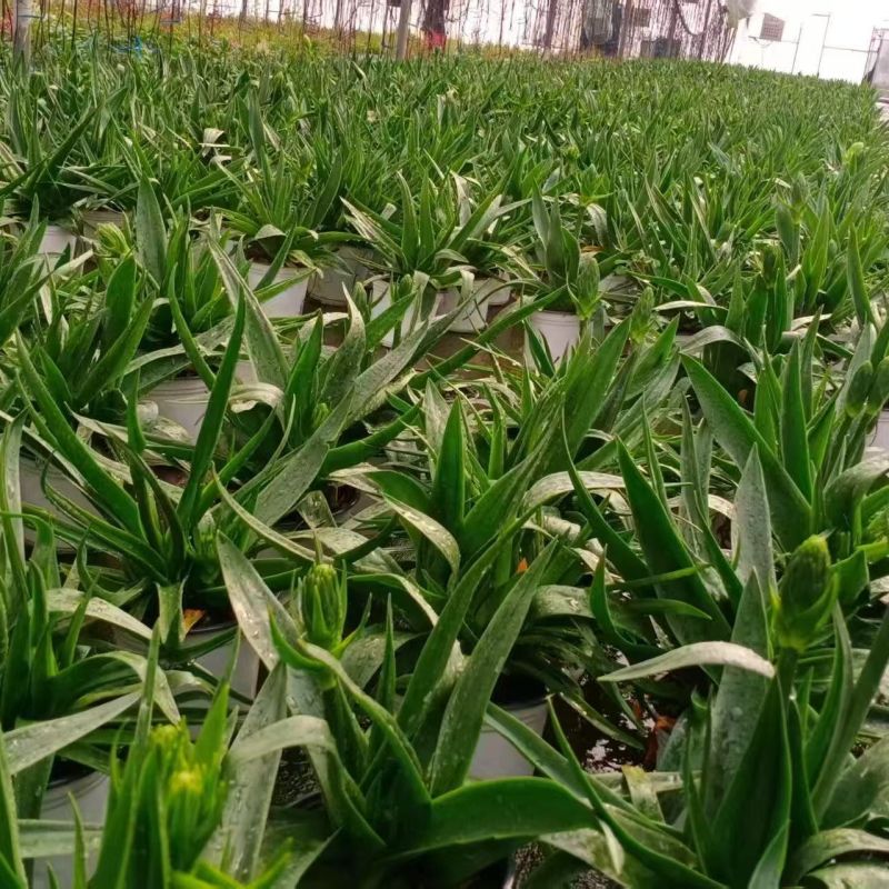 圣心百合盆栽带花苞大苗发货阳台庭院雀梅多年生好养活