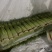 江苏丰县白帽蒜薹大量上市上货量快可挑拣收货实力代办